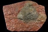 Silurian Fossil Crinoid (Scyphocrinites) Plate - Morocco #134266-1